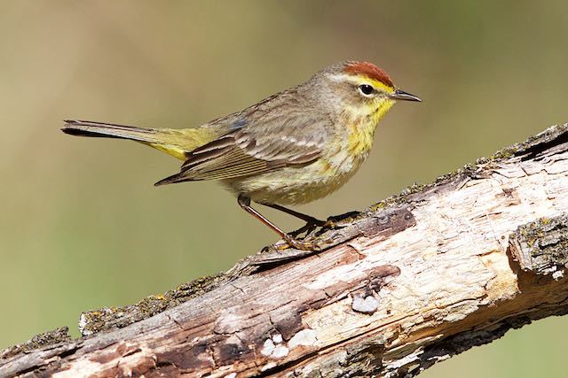 23rd Annual Birding Retreat